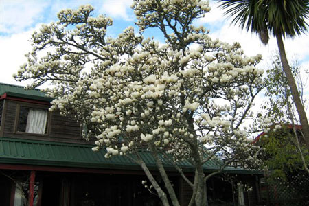 magnolia tree. Magnolias need space to grow